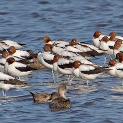 Avocet