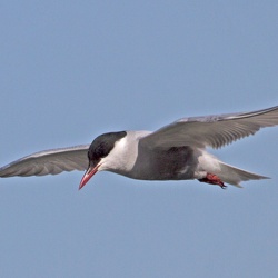 Whiskered Tern