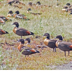 Mountain Duck