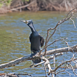 Great Cormorant