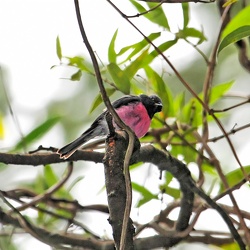 Pink Robin