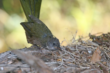 whipbird-IMG 0629-Edit