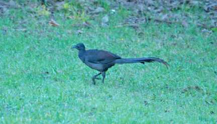 lyrebird-IMG 0846