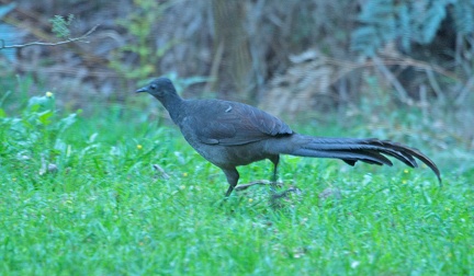 lyrebird-IMG 0895