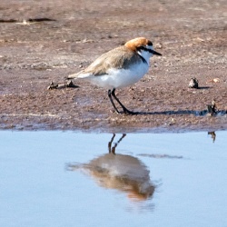 Red-capped Plover