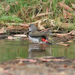 Diamond Firetail