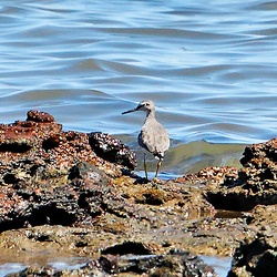 Grey-tailed tattler