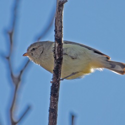 Weebill