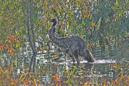 emu-IMG 0888-Edit