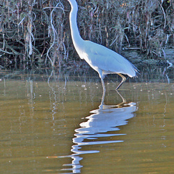 Herons, Egrets, Bitterns