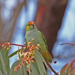 Purple-crowned Lorikeet