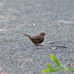 Pilotbird