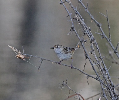 little-grassbird-IMG 2866