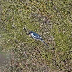 White-winged Triller