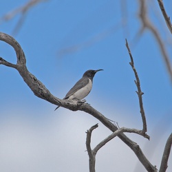 Black Honeyeater