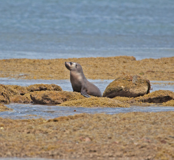 seal-IMG 4045