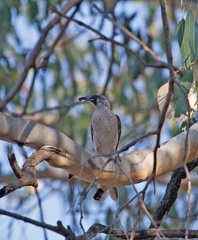 little-friarbird-IMG 1752