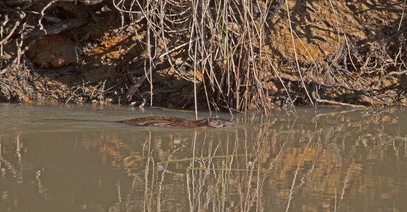 water-rat-IMG 5674