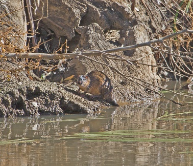 water-rat-IMG 5680