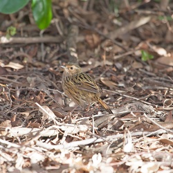 Striated Fieldwren