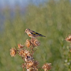 Goldfinch