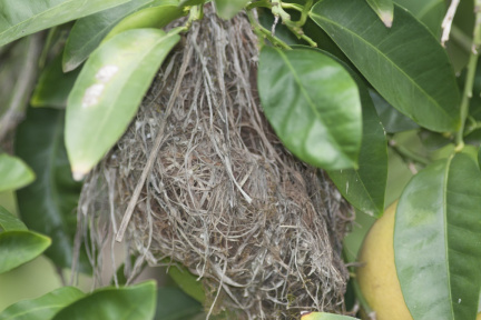 thornbill-nest-IMG 1052