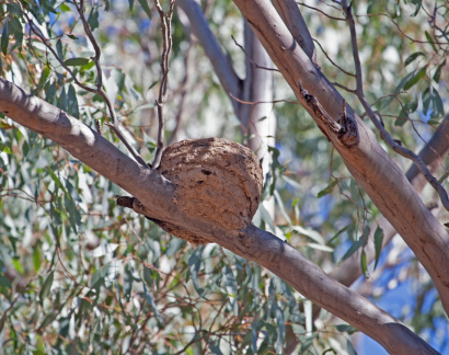 ww-chough-nest-IMG 4652