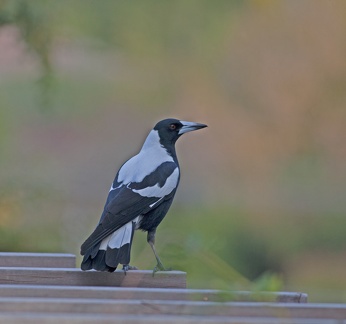 magpie-IMG 4714