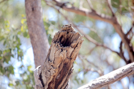 owlet-nightjar