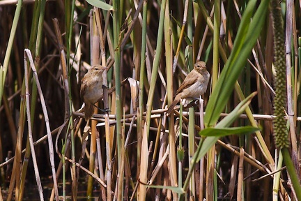 reed-warbler-IMG 6109