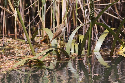 reed-warbler-IMG 6116