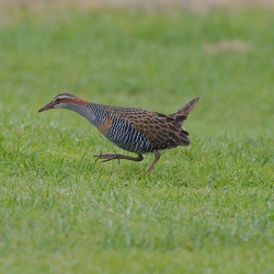 Buff Banded Rail