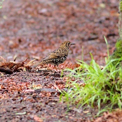 Bassian Thrush