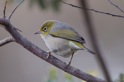 Silvereye-IMG 7769