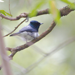 Leaden Flycatcher