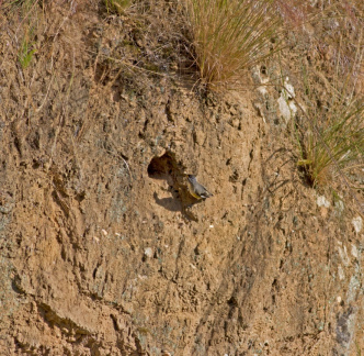 striated-pardalote-nest-IMG 2117