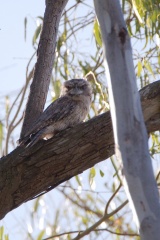 Tawny Frgmouth IMG 8862