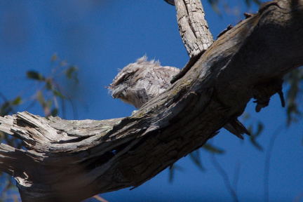 Tawny Frogmouth juvenile IMG 8871