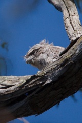 Tawny Frogmouth juvenile IMG 8877