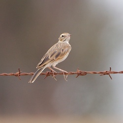 Wagtails and Pipits