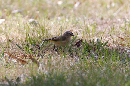 Yellow-rumped Thornbill IMG 9215