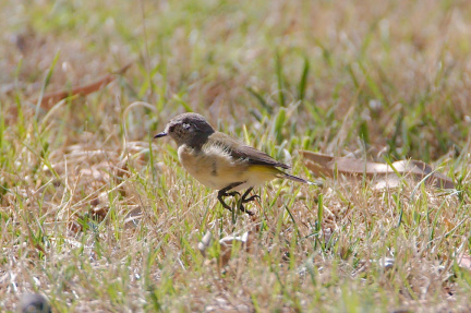 Yellow-rumped Thornbill IMG 9220