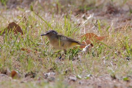 Yellow-rumped Thornbill IMG 9221