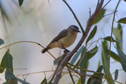 Yellow-rumped Thornbill IMG 9225