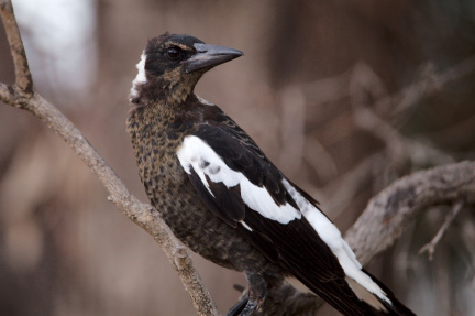 Magpie IMG 9456