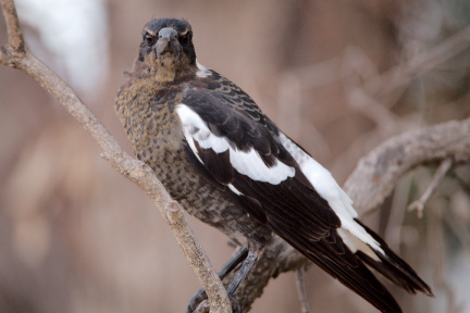 Magpie IMG 9459