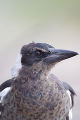 Magpie IMG 9463