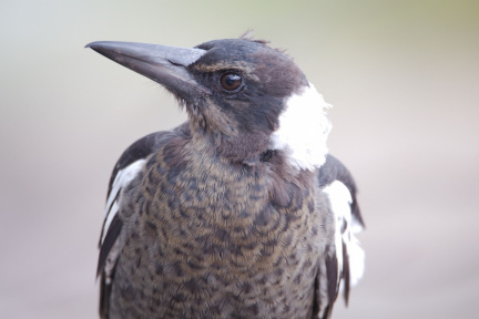 Magpie IMG 9465