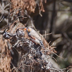 Zebra Finch