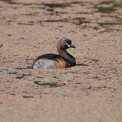 Australasian Grebe